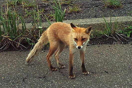 fox.JPG
